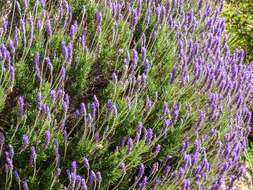 Image of English Lavendar