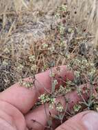 Image of twotooth buckwheat