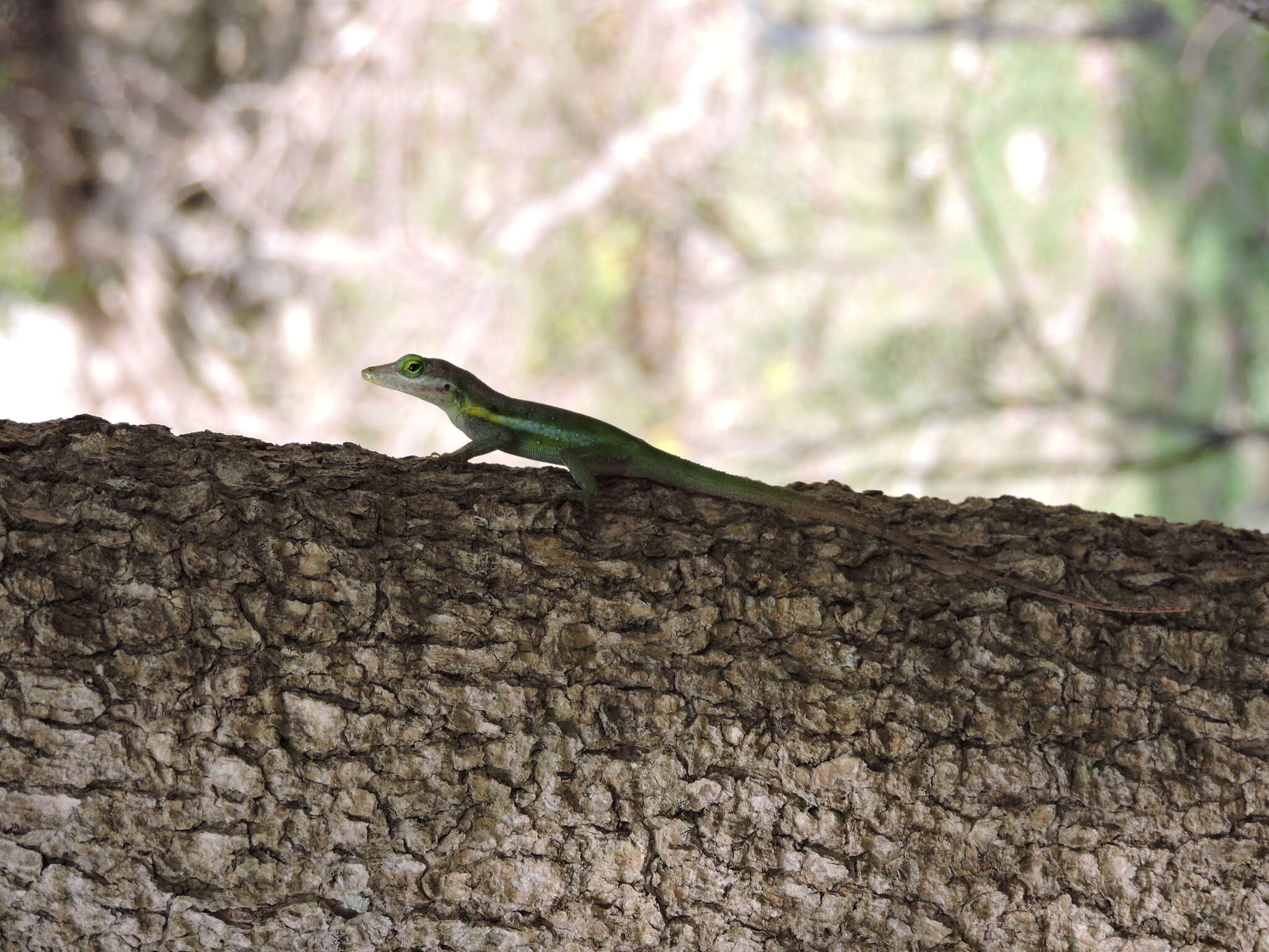 Image of Panther Anole