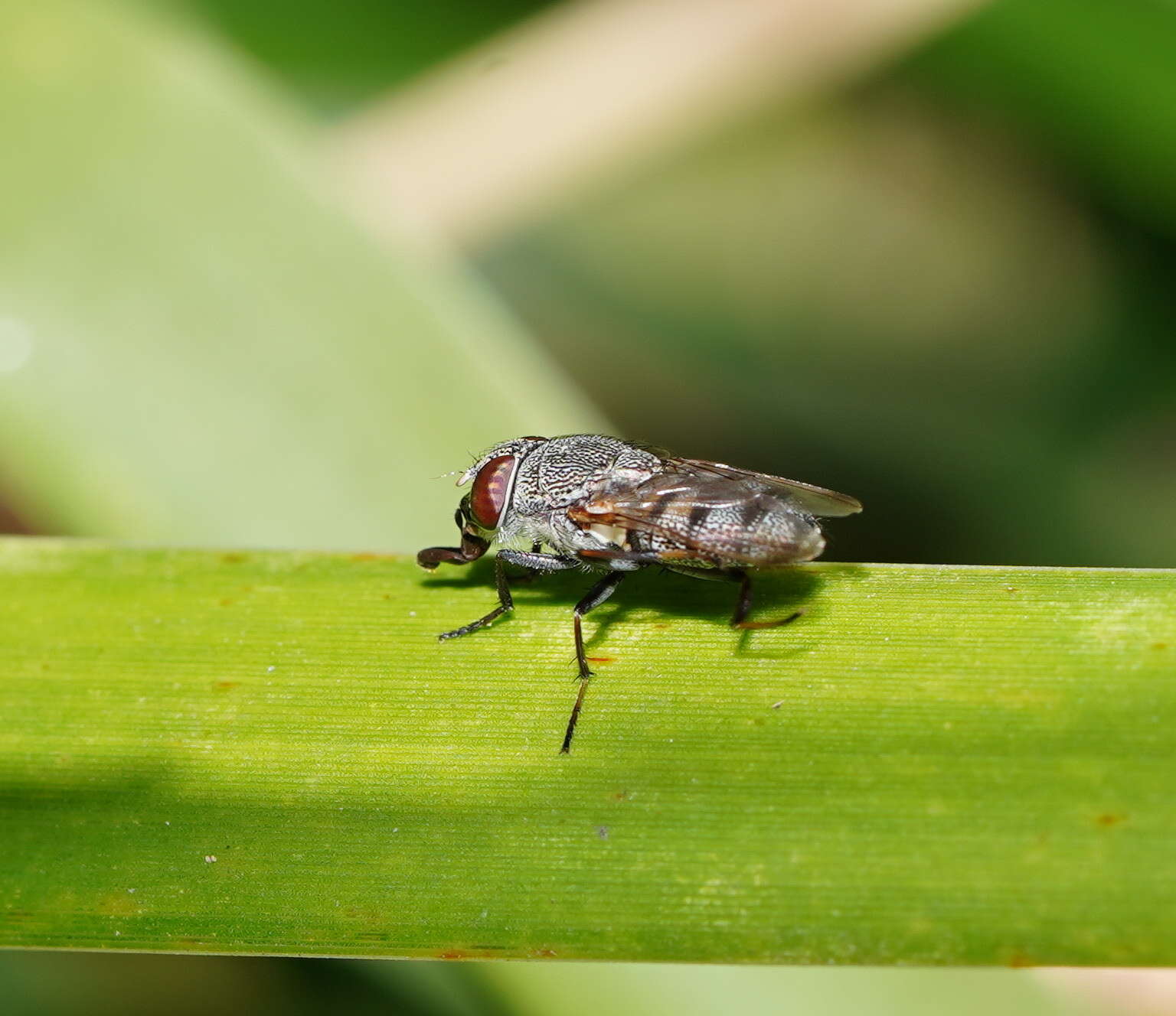 Stomorhina subapicalis (Macquart 1847) resmi