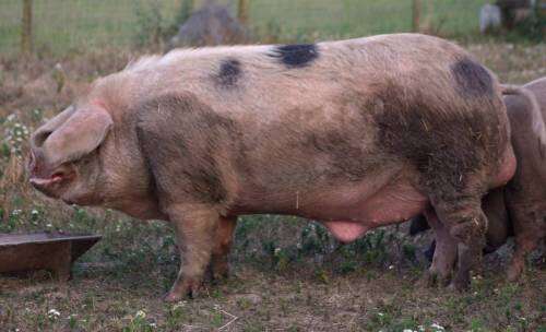 Image of Sus scrofa domesticus