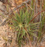 Image of Stylidium daphne A. Lowrie & K. F. Kenneally