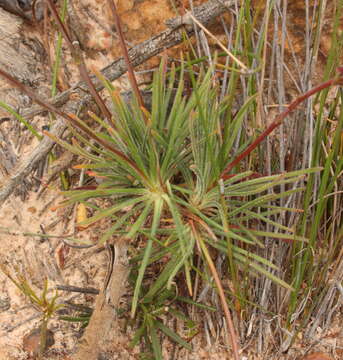 Image of Stylidium daphne A. Lowrie & K. F. Kenneally