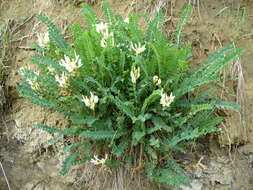 Image of Astragalus polygala