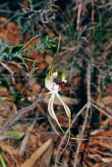 Image of Rigid spider orchid