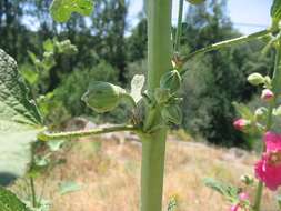 Image of hollyhock