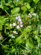 Image of tropical whiteweed