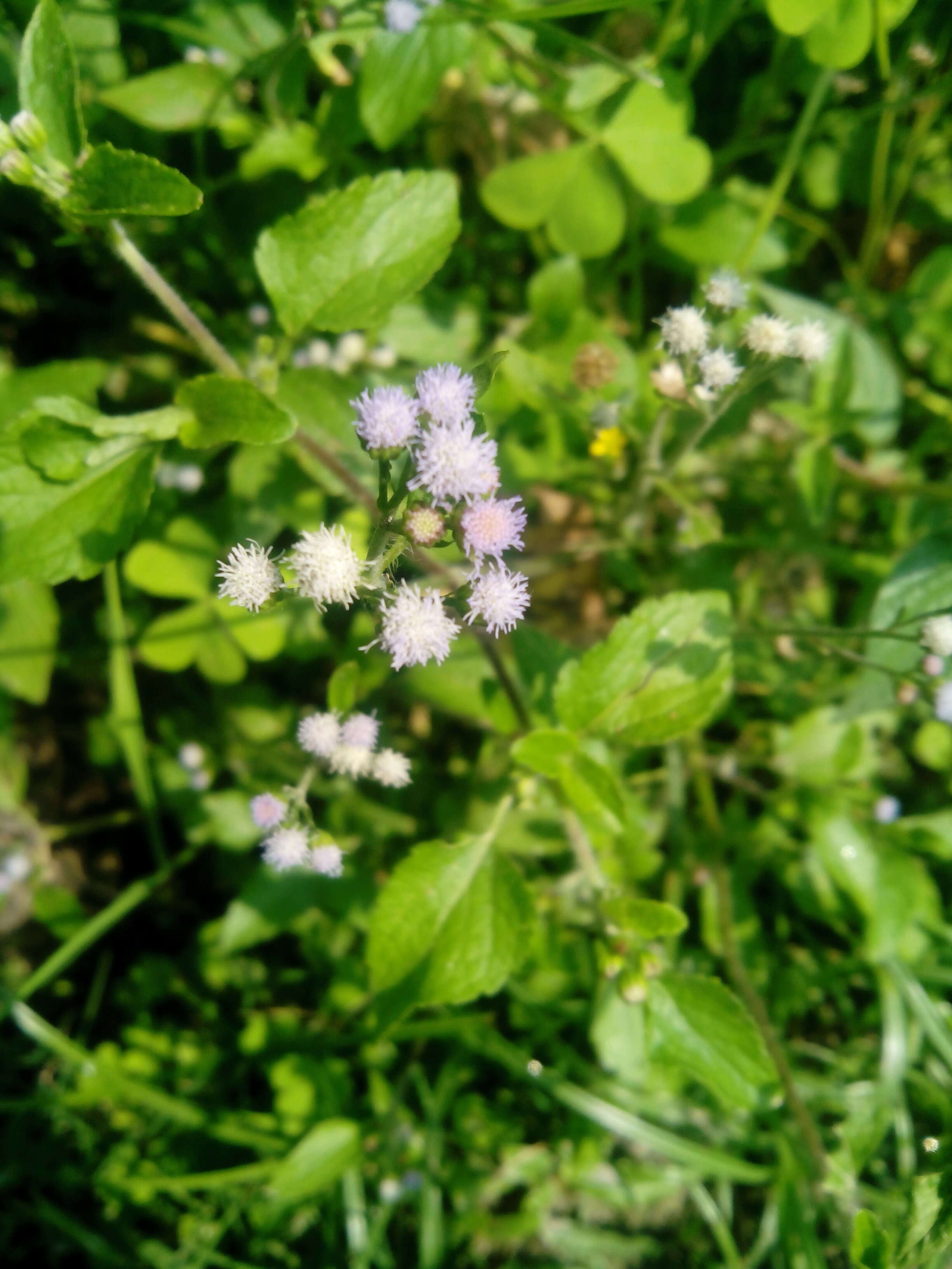 Imagem de Ageratum conyzoides L.