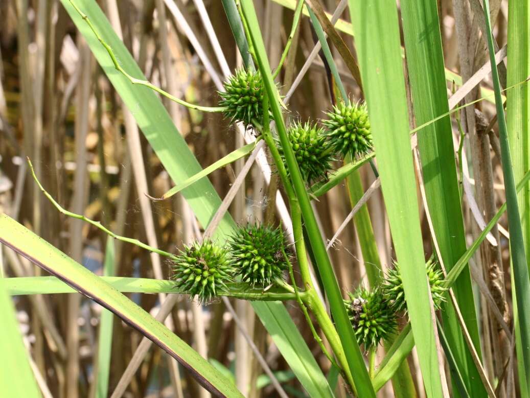 Image of Branched Bur-reed