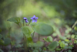 Image of dwarf marsh violet