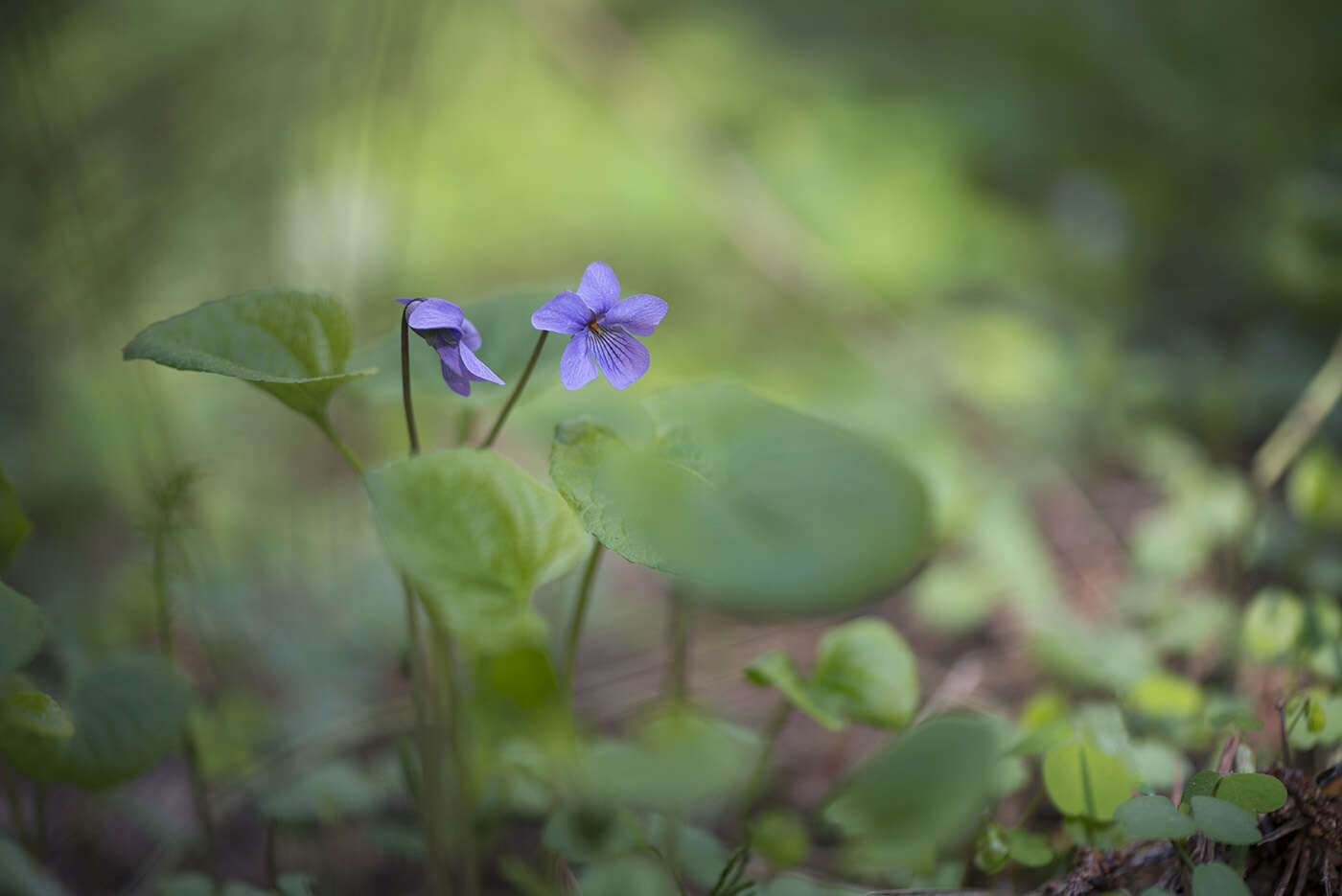 Image of dwarf marsh violet