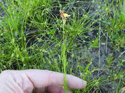 Oenothera spachiana Torr. & Gray resmi