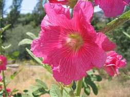 Image of hollyhock