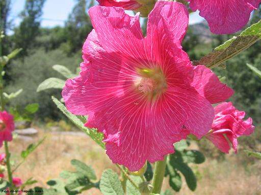 Image of hollyhock