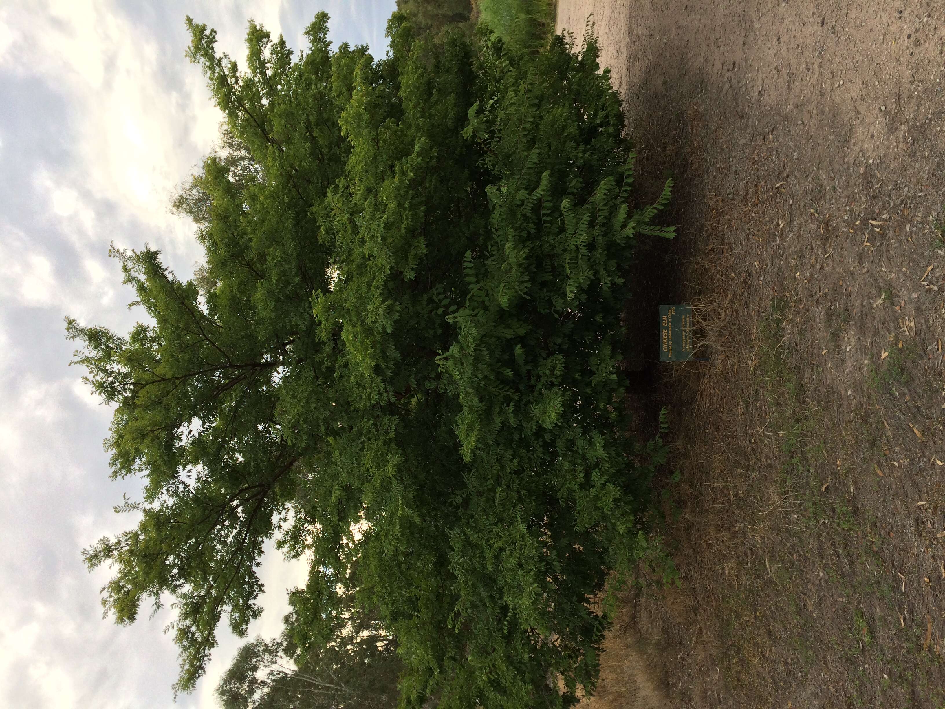 Image of Chinese elm