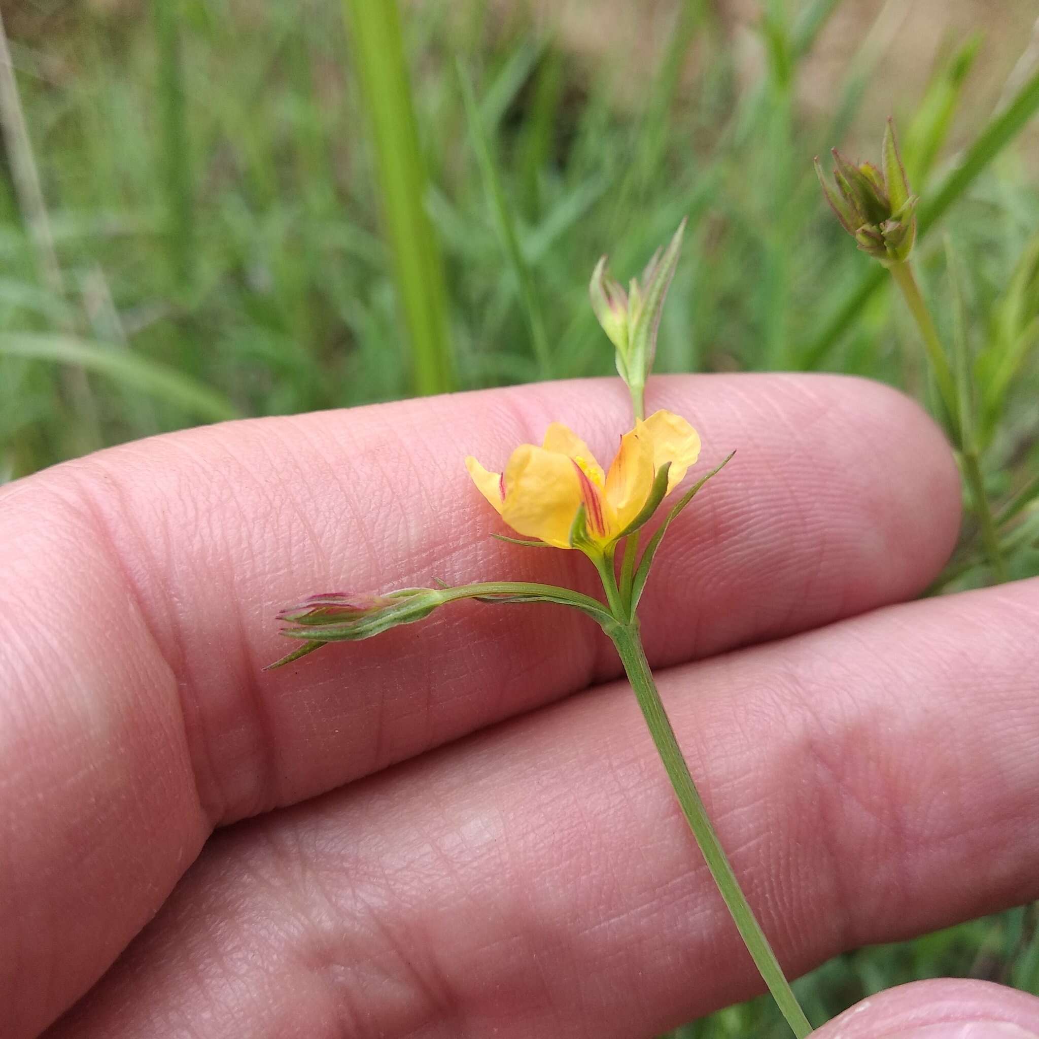 Image de Hypericum silenoides Juss.