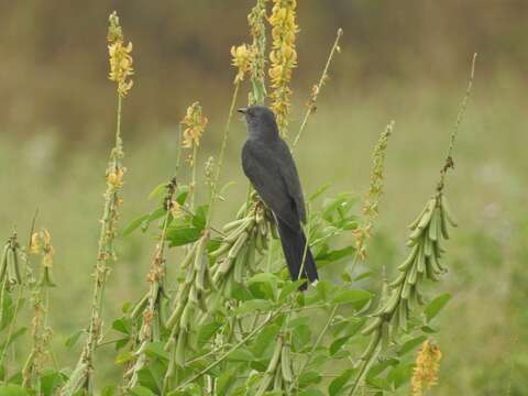 Image of Grey-bellied Cuckoo