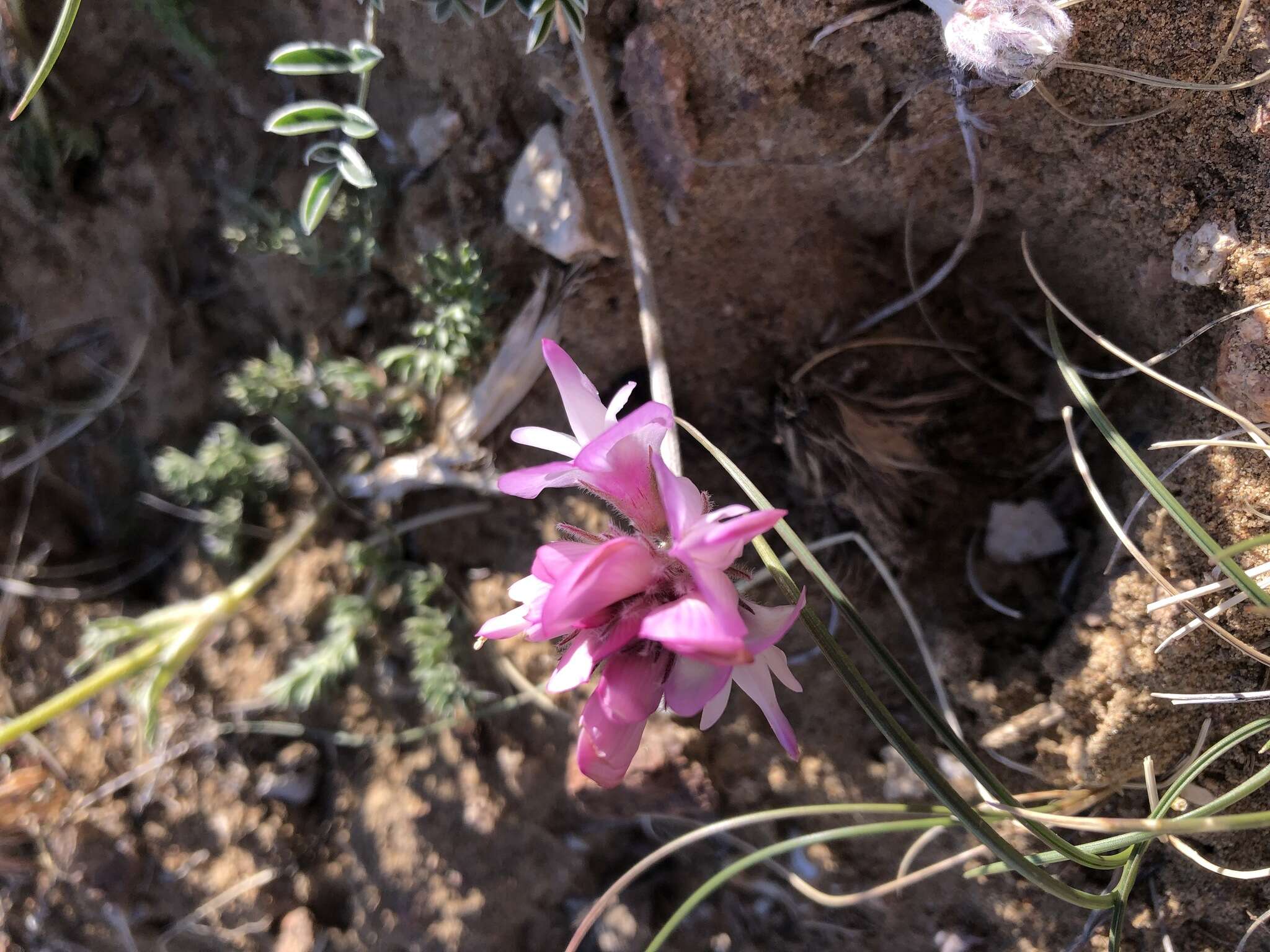 Image of Hedysarum dahuricum B. Fedtsch.