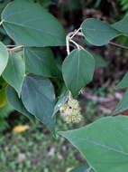 Image of Mallotus mollissimus (Geiseler) Airy Shaw