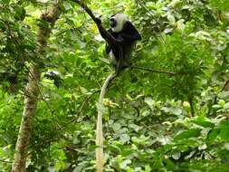 Image of Geoffroy's Black-and-White Colobus