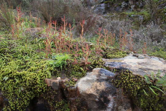 Image de Drosera liniflora Debbert