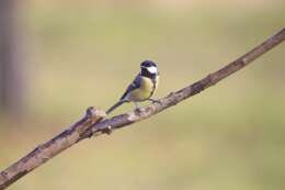 Image of Great Tit