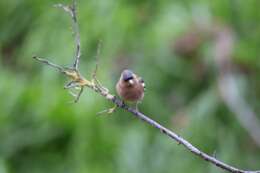 Image of Fringilla Linnaeus 1758