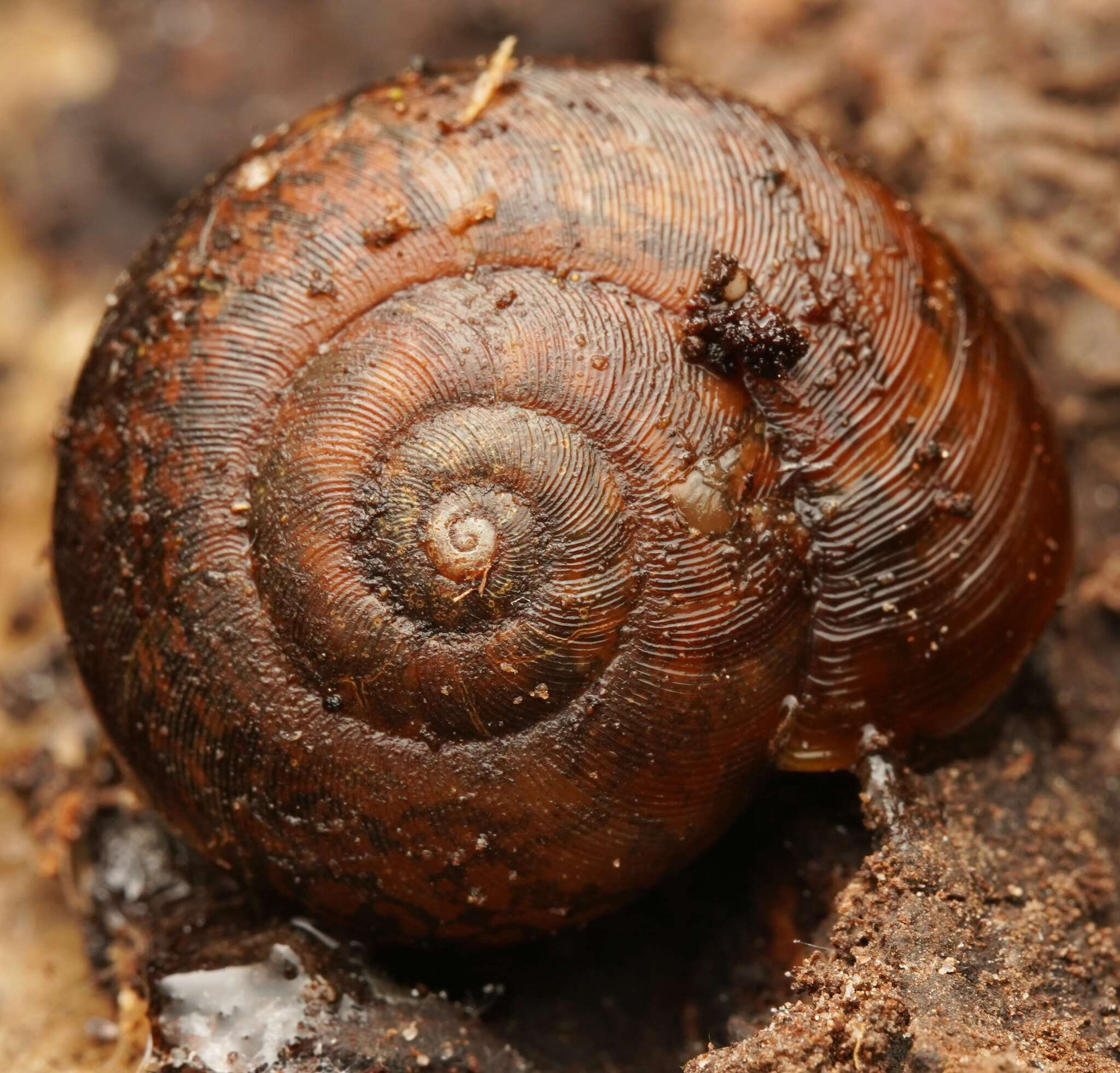 Image of Austrorhytida capillacea (Férussac 1832)