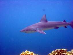 Image of Galapagos Shark