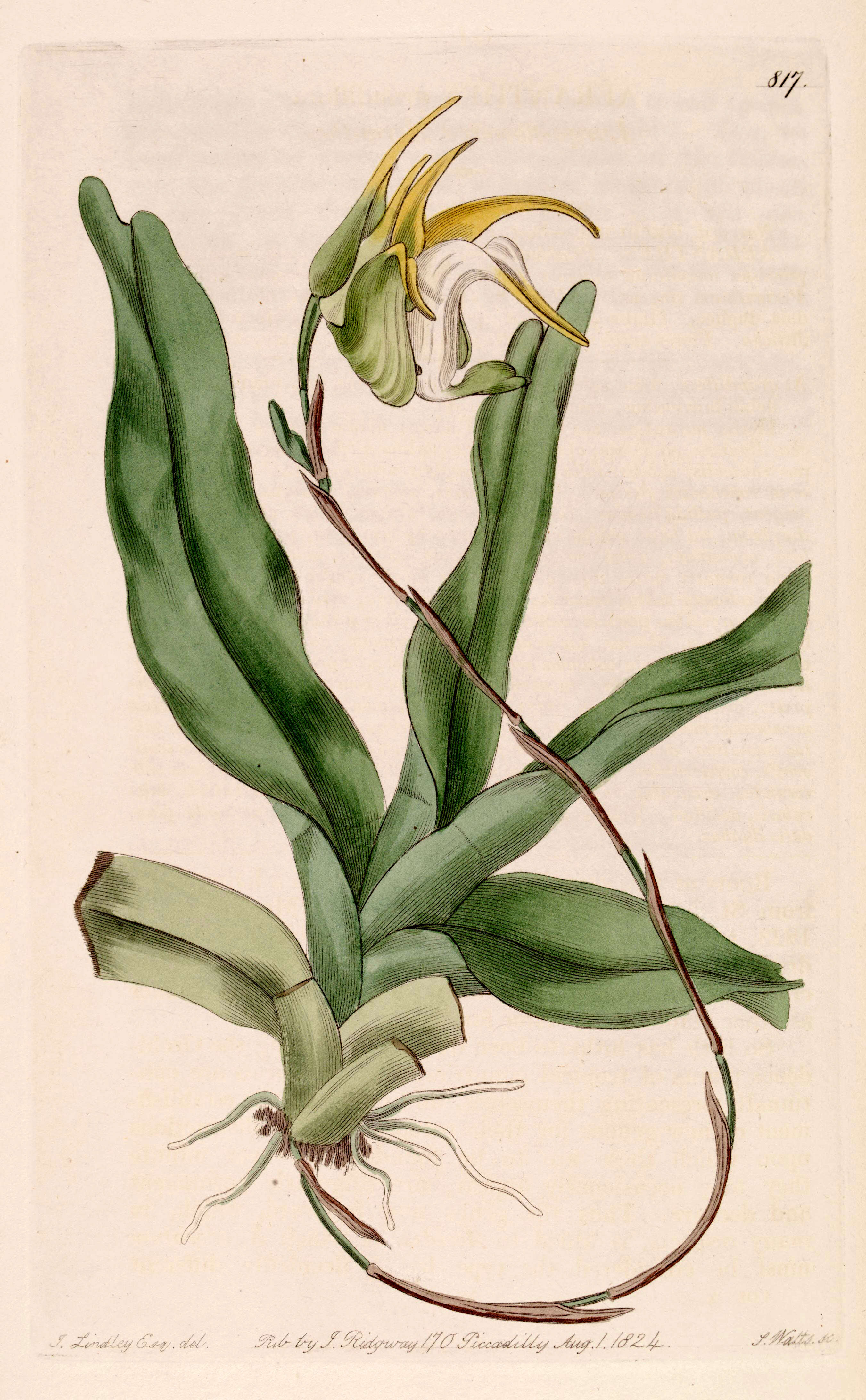 Image of Aeranthes grandiflora Lindl.