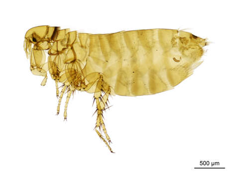 Ceratophyllus rusticus Wagner 1903的圖片