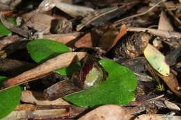 Image of Tiny helmet orchid