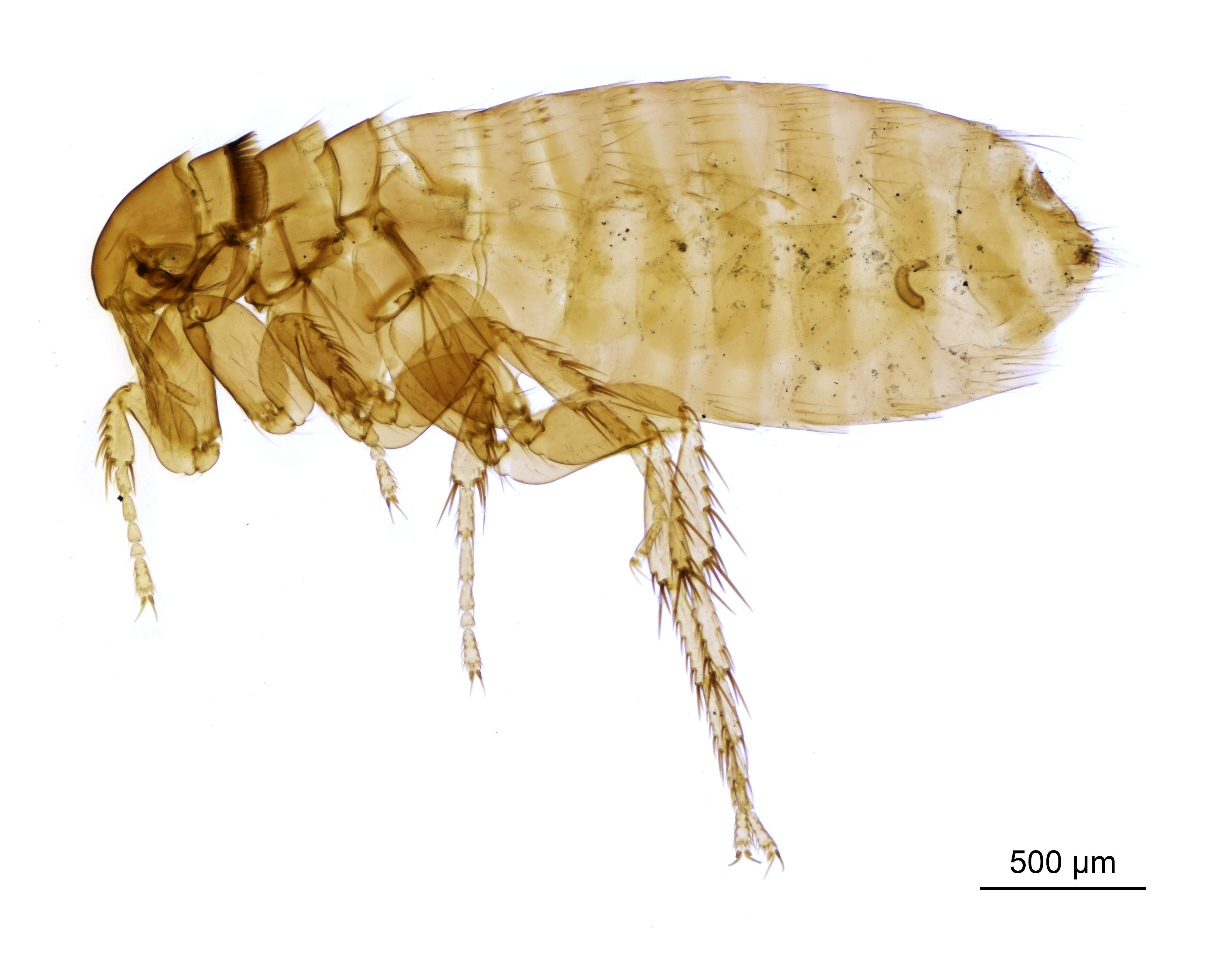 Ceratophyllus fringillae (Walker 1856)的圖片