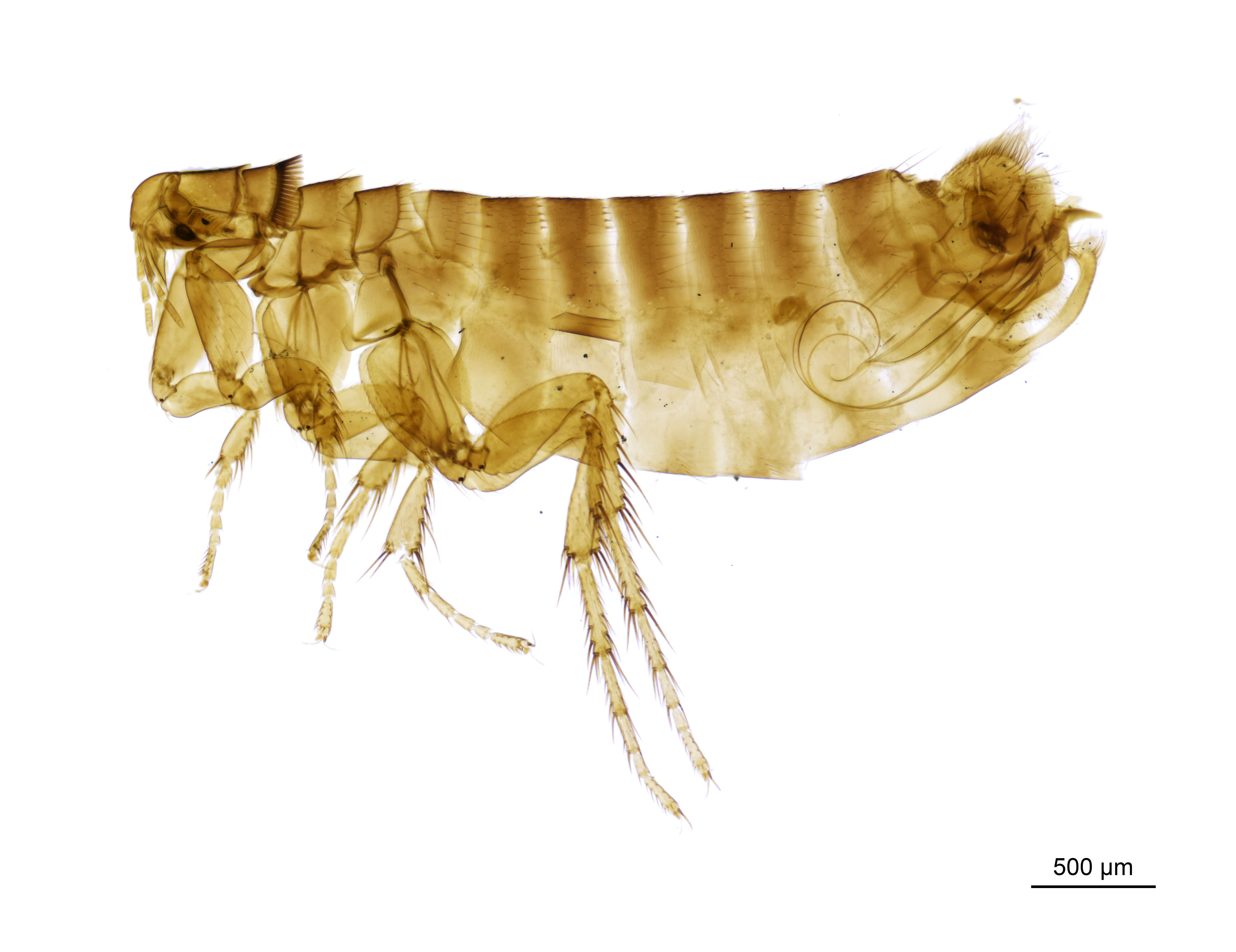 Image of Ceratophyllus styx Rothschild 1900