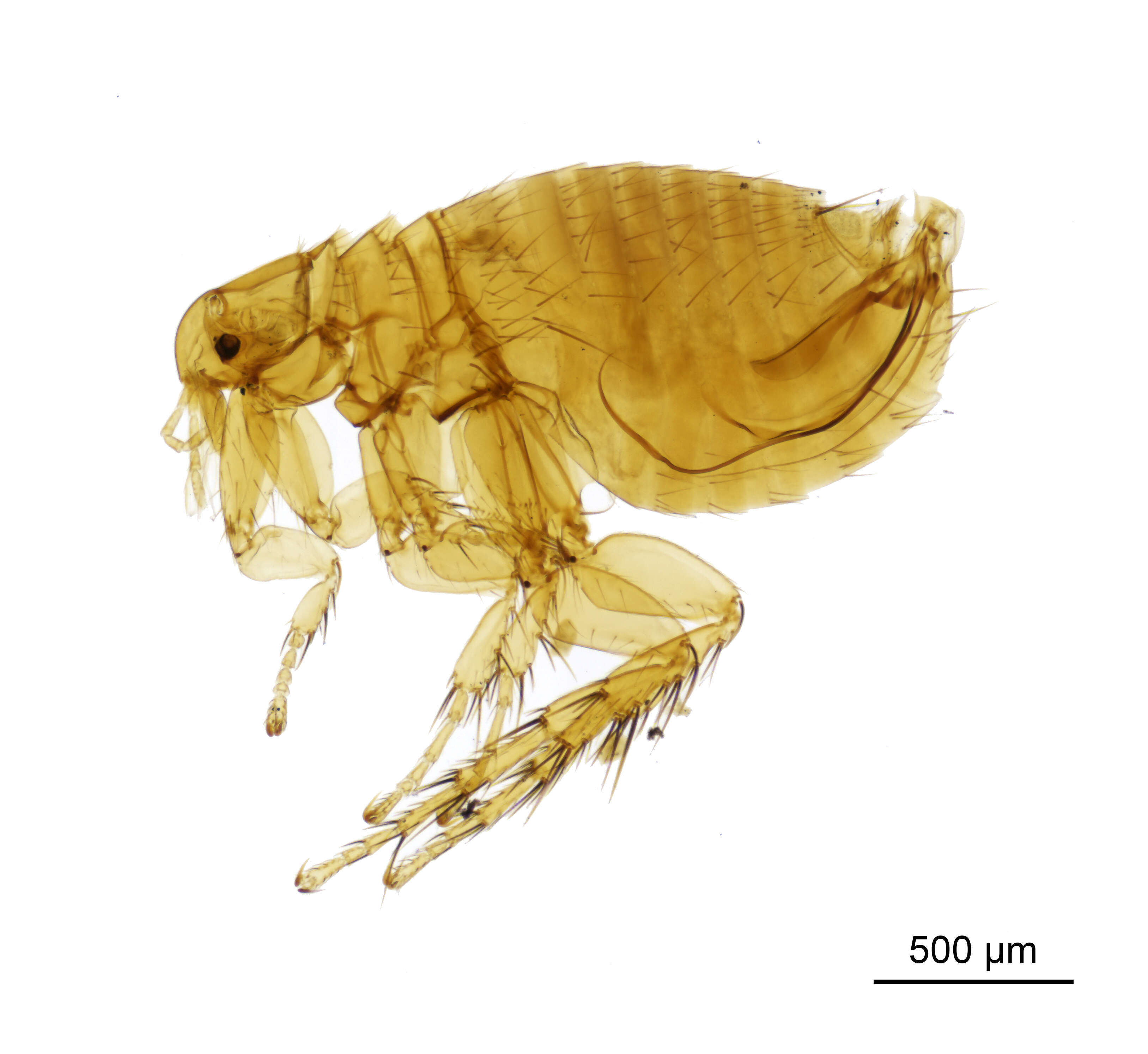 Image of Oriental rat flea