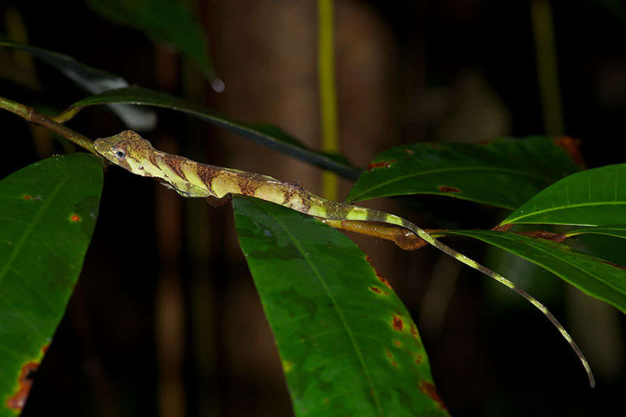 Image of Banded Tree Anole