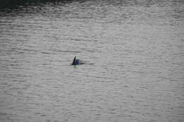 Image of porpoises