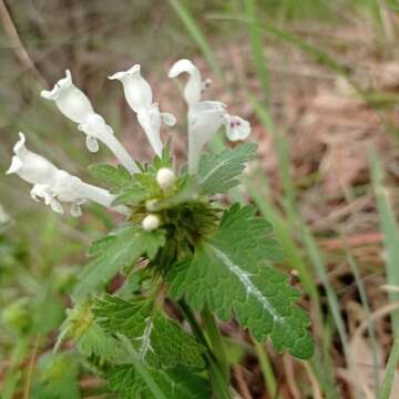 Image of Lamium bifidum Cirillo