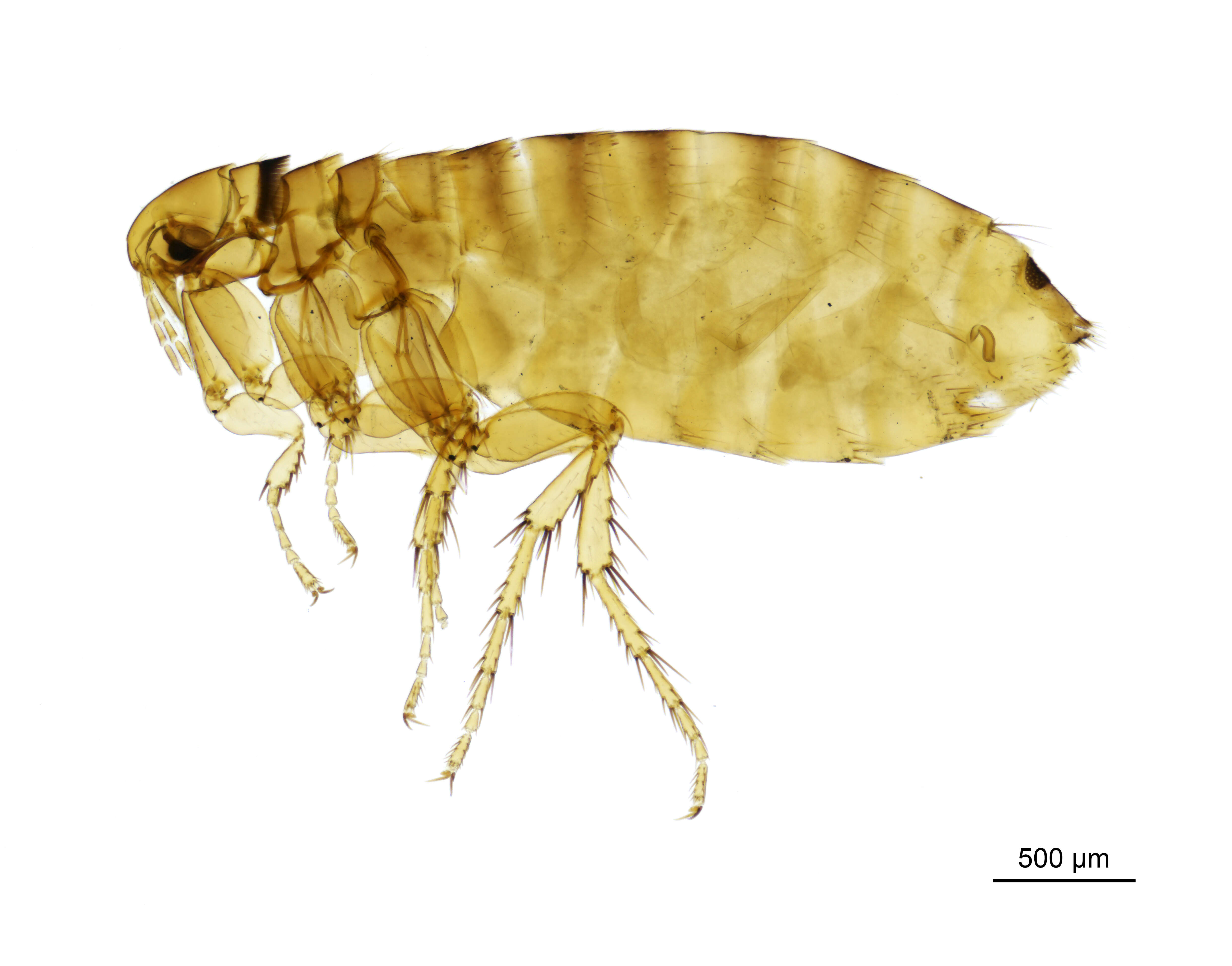 Ceratophyllus farreni Rothschild 1905 resmi