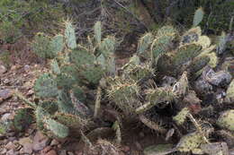 Image of Chisos Mountain pricklypear