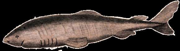 Image of sleeper shark