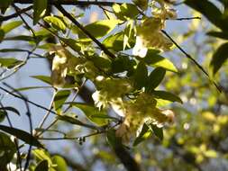 Image of Anchietea pyrifolia A. St.-Hil.