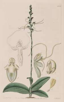 Image of Surrounded column orchid