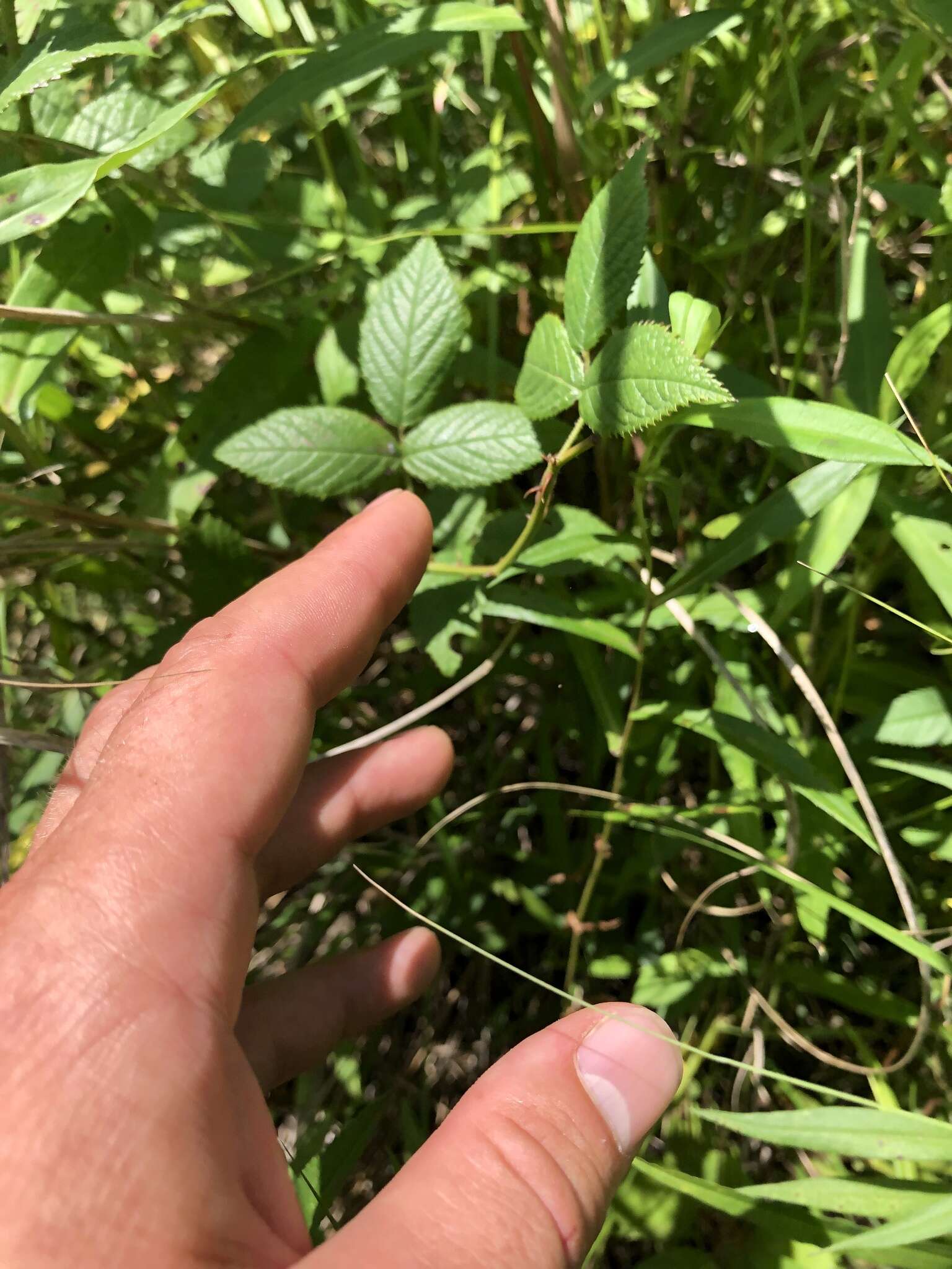 Image of climbing rose