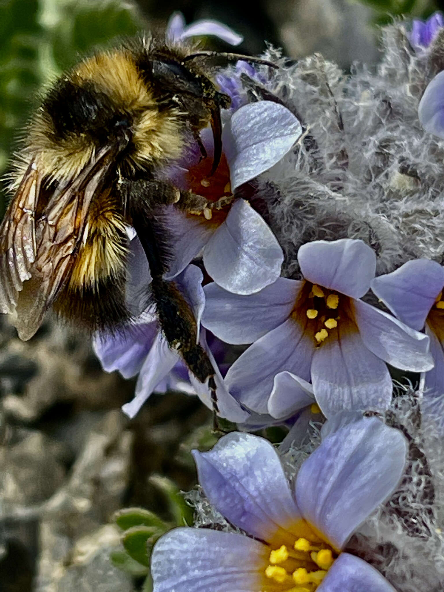 Image of Polemonium villosissimum (Hultén) D. F. Murray & Elven