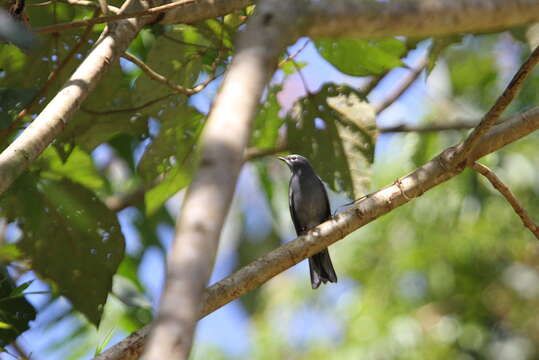 Imagem de Myadestes unicolor Sclater & PL 1857