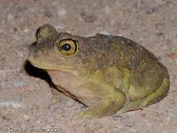 Image of Hurter’s Spadefoot