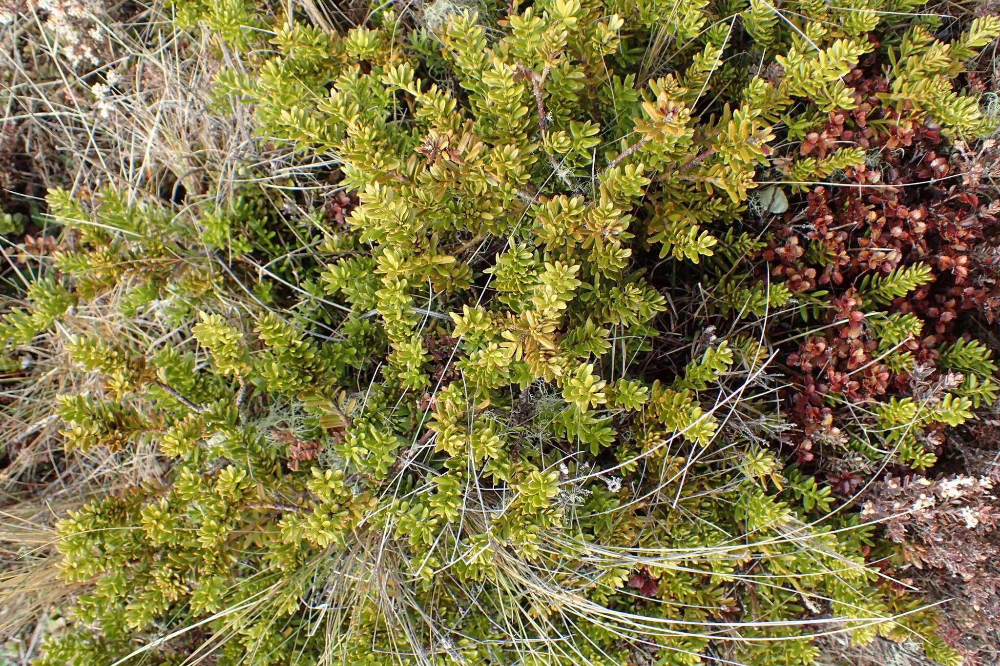 Image of Alpine Totara