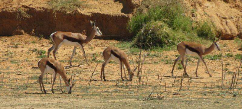 Image of Black Springbok