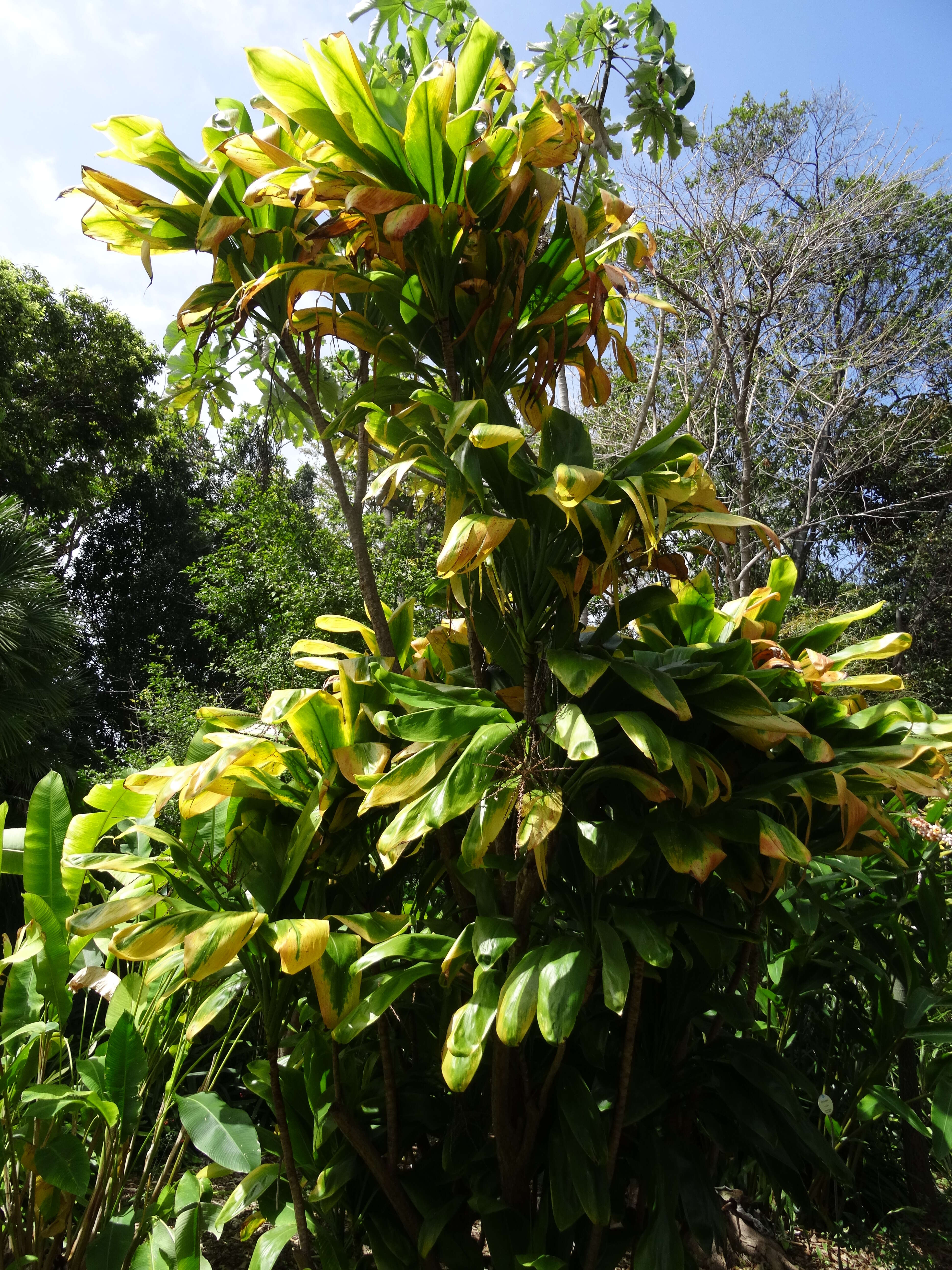 Imagem de Cordyline fruticosa (L.) A. Chev.